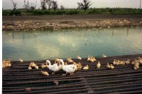 藏品(1950至2006年臺灣常民生活)的圖片