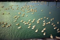 藏品(1950至2006年臺灣常民生活)的圖片
