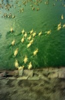 藏品(1950至2006年臺灣常民生活)的圖片