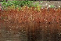 藏品(1950至2006年臺灣常民生活)的圖片