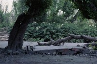 藏品(1950至2006年臺灣常民生活)的圖片