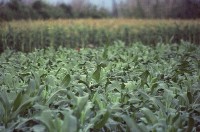 藏品(1950至2006年臺灣常民生活)的圖片