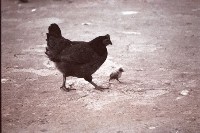 藏品(1950至2006年臺灣常民生活)的圖片