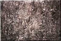 藏品(1950至2006年臺灣常民生活)的圖片