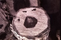 藏品(1950至2006年臺灣常民生活)的圖片