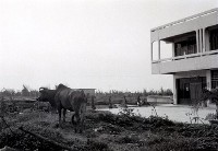 藏品(1950至2006年臺灣常民生活)的圖片