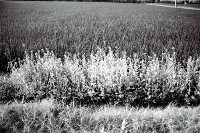 藏品(1950至2006年臺灣常民生活)的圖片