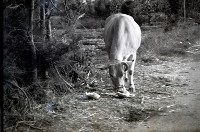 藏品(1950至2006年臺灣常民生活)的圖片