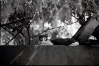 藏品(1950至2006年臺灣常民生活)的圖片