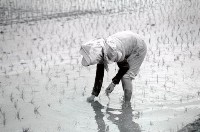 藏品(1950至2006年臺灣常民生活)的圖片