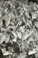 藏品(1950至2006年臺灣常民生活)的圖片