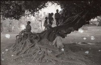 藏品(爬樹（1950至2006年臺灣常民生活）)的圖片