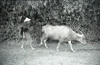 藏品(1950至2006年臺灣常民生活)的圖片