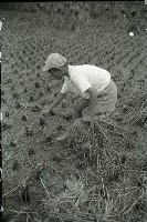 藏品(1950至2006年臺灣常民生活)的圖片