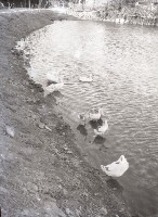 藏品(1950至2006年臺灣常民生活)的圖片
