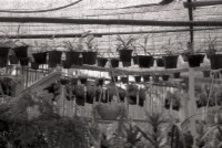 藏品(1950至2006年臺灣常民生活)的圖片