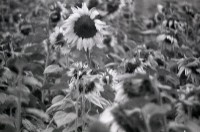 藏品(1950至2006年臺灣常民生活)的圖片