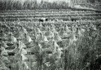 藏品(1950至2006年臺灣常民生活)的圖片