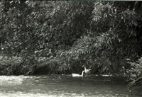 藏品(1950至2006年臺灣常民生活)的圖片