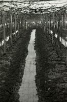 藏品(1950至2006年臺灣常民生活)的圖片