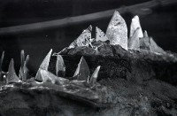 藏品(1950至2006年臺灣常民生活)的圖片