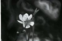 藏品(1950至2006年臺灣常民生活)的圖片