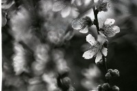 藏品(1950至2006年臺灣常民生活)的圖片