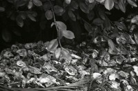 藏品(1950至2006年臺灣常民生活)的圖片