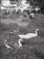 藏品(1950至2006年臺灣常民生活)的圖片