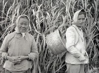 藏品(1950至2006年臺灣常民生活)的圖片