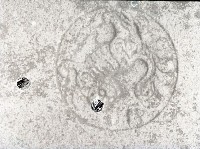 藏品(1950至2006年臺灣常民生活)的圖片