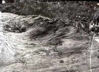 藏品(1950至2006年臺灣常民生活)的圖片