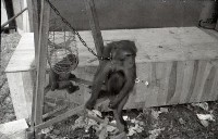 藏品(1950至2006年臺灣常民生活)的圖片