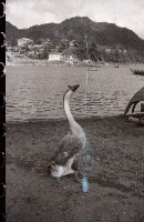 藏品(1950至2006年臺灣常民生活)的圖片