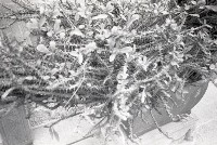 藏品(1950至2006年臺灣常民生活)的圖片