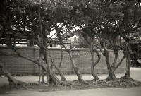 藏品(1950至2006年臺灣常民生活)的圖片