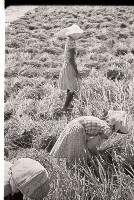 藏品(1950至2006年臺灣常民生活)的圖片