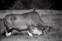 藏品(1950至2006年臺灣常民生活)的圖片