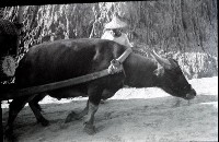 藏品(1950至2006年臺灣常民生活)的圖片