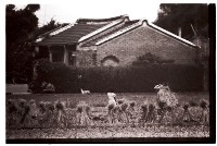 藏品(1950至2006年臺灣常民生活)的圖片