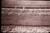 藏品(1950至2006年臺灣常民生活)的圖片