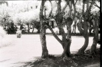 藏品(1950至2006年臺灣常民生活)的圖片