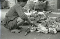 藏品(1950至2006年臺灣常民生活)的圖片