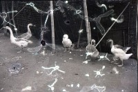 藏品(1950至2006年臺灣常民生活)的圖片