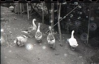 藏品(1950至2006年臺灣常民生活)的圖片