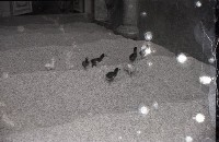 藏品(1950至2006年臺灣常民生活)的圖片