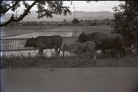 藏品(1950至2006年臺灣常民生活)的圖片