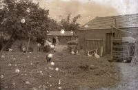 藏品(1950至2006年臺灣常民生活)的圖片