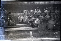 藏品(1950至2006年臺灣常民生活)的圖片