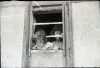 藏品(1950至2006年臺灣常民生活)的圖片